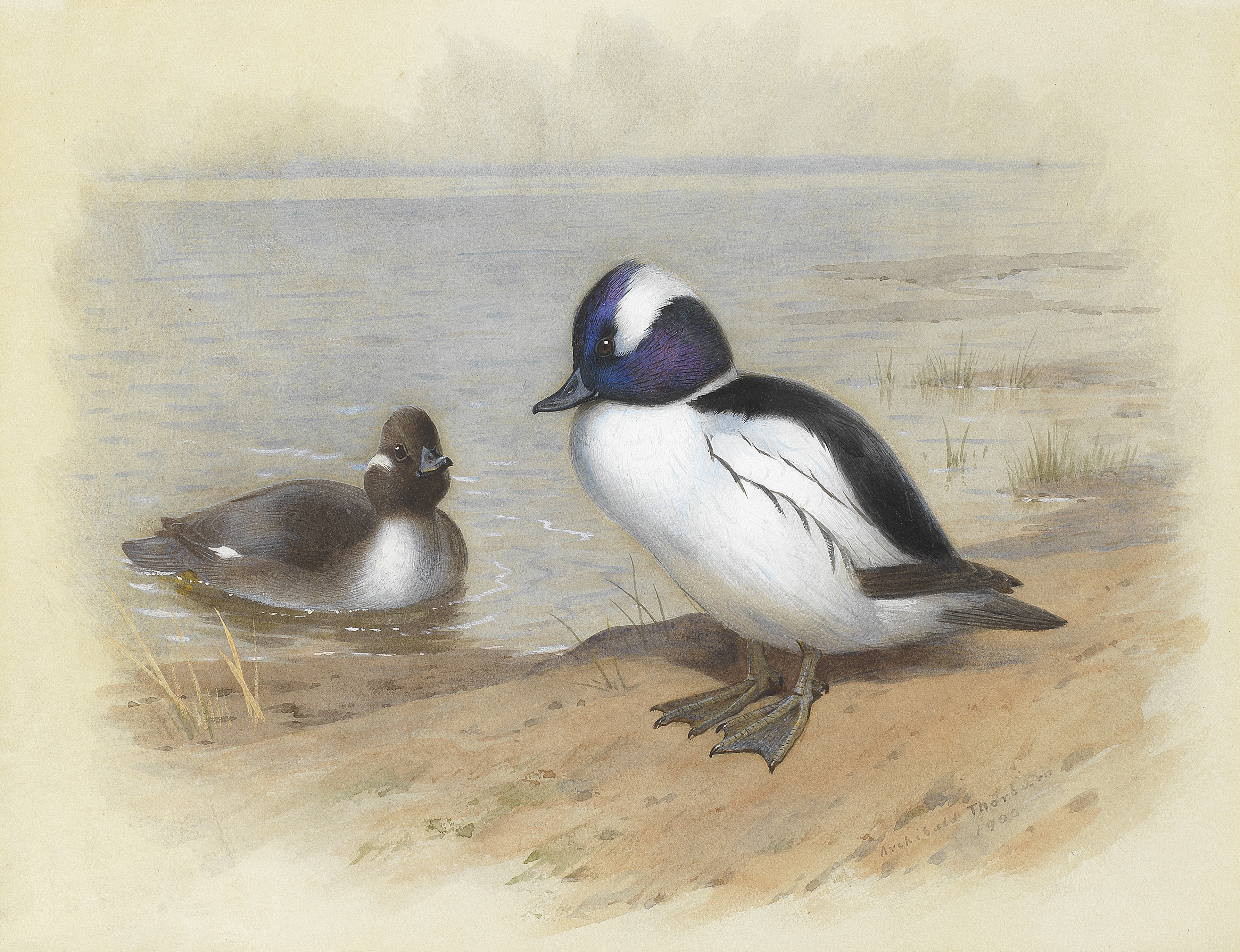 Archibald Thorburn (British, 1860-1935) Male and female Bufflehead Ducks
