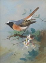 Archibald Thorburn (British, 1860-1935) Redstart