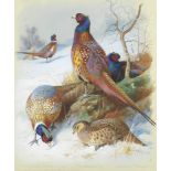 Archibald Thorburn (British, 1860-1935) Pheasants in a snowy landscape