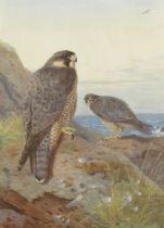 Archibald Thorburn (British, 1860-1935) Peregrine Falcons
