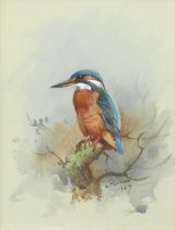 Archibald Thorburn (British, 1860-1935) Kingfisher
