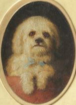 British School, 19th Century Study of a Terrier Wearing a Blue Ribbon oval sight 13.5 x 9.5cm (5...