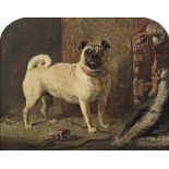 Gourlay Steell RSA (British, 1819-1894) - A Celebrated Pug from Mrs Carrick-Buchanan's D...