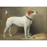 William Josiah Redworth (British, 1873-1947) 'Nib' - A Terrier