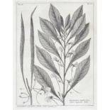 BURMANN (JAN) Thesaurus Zeylanicus, exhibens plantas in insula Zeylana nascentes; Inter quas plu...