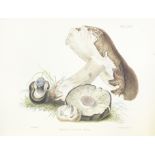HUSSEY (ANNA MARIA) Illustrations of British Mycology, Containing Figures and Descriptions of th...