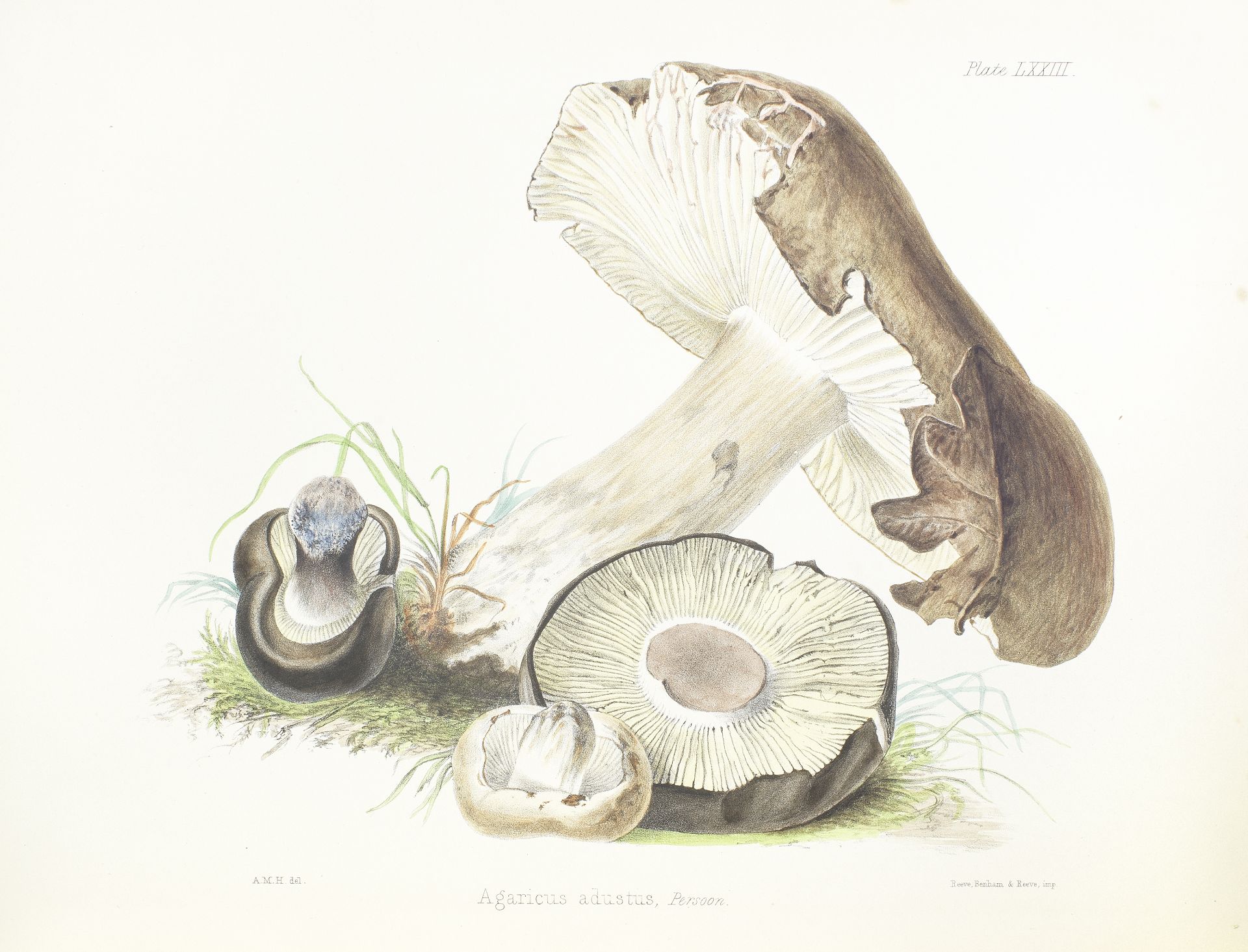 HUSSEY (ANNA MARIA) Illustrations of British Mycology, Containing Figures and Descriptions of th...