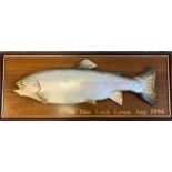 Taxidermy mounted Trout from Loch Leven. Mounted on a wooden board and signed Ronnie Glass. [