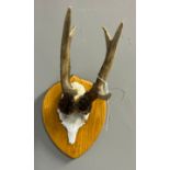 A Pair of mounted foal antlers on a wooden plaque.