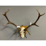 A Large pair of mounted 6 pointer antlers and skull.