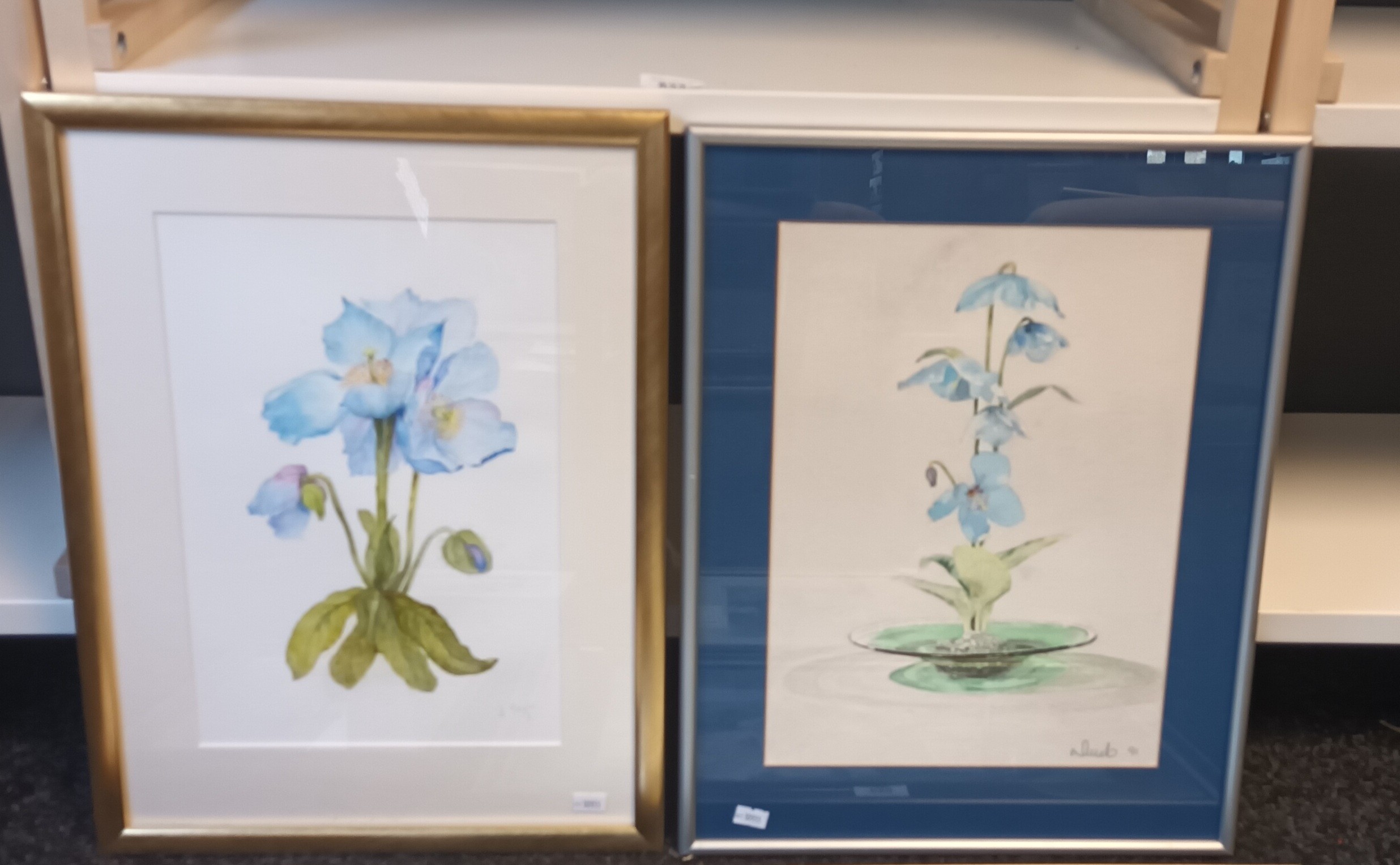Six framed watercolours all signed by the artist, all depicting flowers. To include - ''Blue Poppy'' - Image 2 of 6