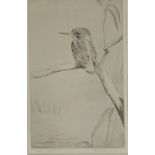 Original drypoint titled ''Kingfisher'' by Roland Green. [54x40cm]