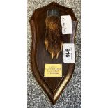 Taxidermy paw mounted on a stained oak shield plaque, presentation plaque- L.&R.F.H Found Thornlie