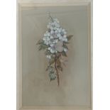 Edwin Alexander Framed watercolour titled ''Framble Blossom'', Signed. [43x34cm]