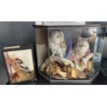 Two antique cased taxidermy displays. Large case contains two owls perched and the smaller case