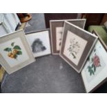 Selection of floral scene framed prints