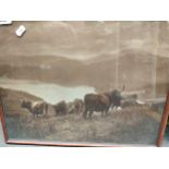 Vintage highland cattle scene print
