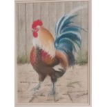 Aline George Original pastel titled 'Cocky' signed and dated 99. [frame 45x35cm]