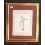 John Dryburgh Watercolour depicting 'iris', signed and dated 2001. [50x60cm]
