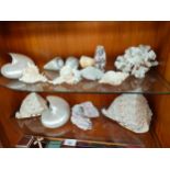 2 Shelves of Sea Shells and Coral