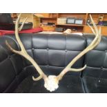 An Antique Stag antler 10 pointer wall plaque