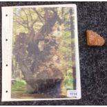 A genuine cutting from The Great Bruce Oak Tree which in pictured in the photograph. The tree grew