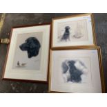 3 Labrador dog pencil drawings signed Gill Evan's & J Wilkinson