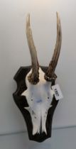 Taxidermy deer antlers mounted.