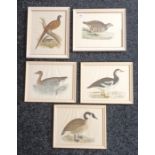 A lot of five coloured prints depicting Geese, Partridge and Pheasant. [29x36cm]
