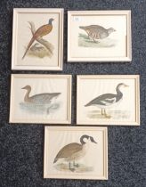 A lot of five coloured prints depicting Geese, Partridge and Pheasant. [29x36cm]