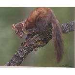 Ian Mitchell (Photographer) Original photograph 'Female Pine Marten', Signed. [Frame 46x56cm]