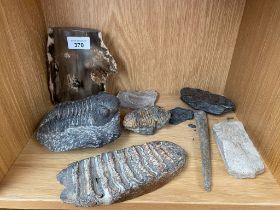 Shelf of fossils; fossilised wood section, Trilobite and Stegodon Molar fossil