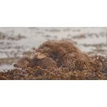 Ian Mitchell (Photographer) Original photograph 'Female Otter with cubs', signed. [Frame 46x56cm]