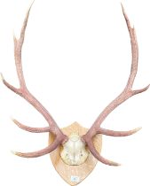 Large pair of Mounted 10 point antlers.