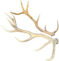 Eight point antler and Six point antler.