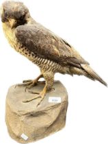 Antique Taxidermy buzzard sat upon a rock style stand. [41cm high]