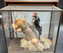 Display cased taxidermy Woodpecker perched on a log. [Display case- 32x35x18cm]