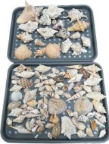 Two trays of mixed shell's