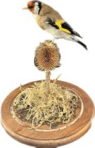 Taxidermy Goldfinch displayed within a glass dome and wooden base. [27cm high]