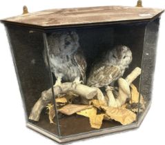 A Pair of Taxidermy cased barn owls.