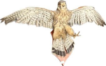Antique Taxidermy Kestrel posed within an attack position. Mounted on a wooden shaped shield.
