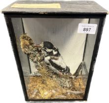 Cased taxidermy woodpecker.