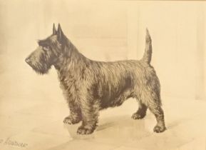 Antique print depicting a Scottish Terrier dog. [Frame 23x30cm]
