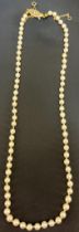 A single strand of cultured pearls Of even size. 9ct yellow gold and pearl set clasp [Length: 44cm]