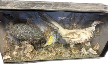 Cased taxidermy of various birds