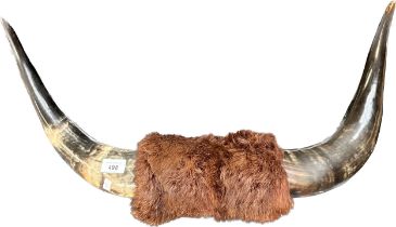 Taxidermy Bull horns. [62CM Wide- point to point]