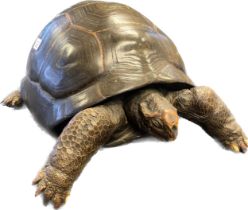 19th century taxidermy tortoise. [28x51x40cm]