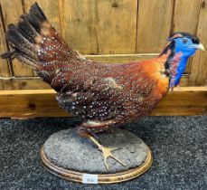 Taxidermy Temminck's Tragopan Pheasant. Circa 1950's