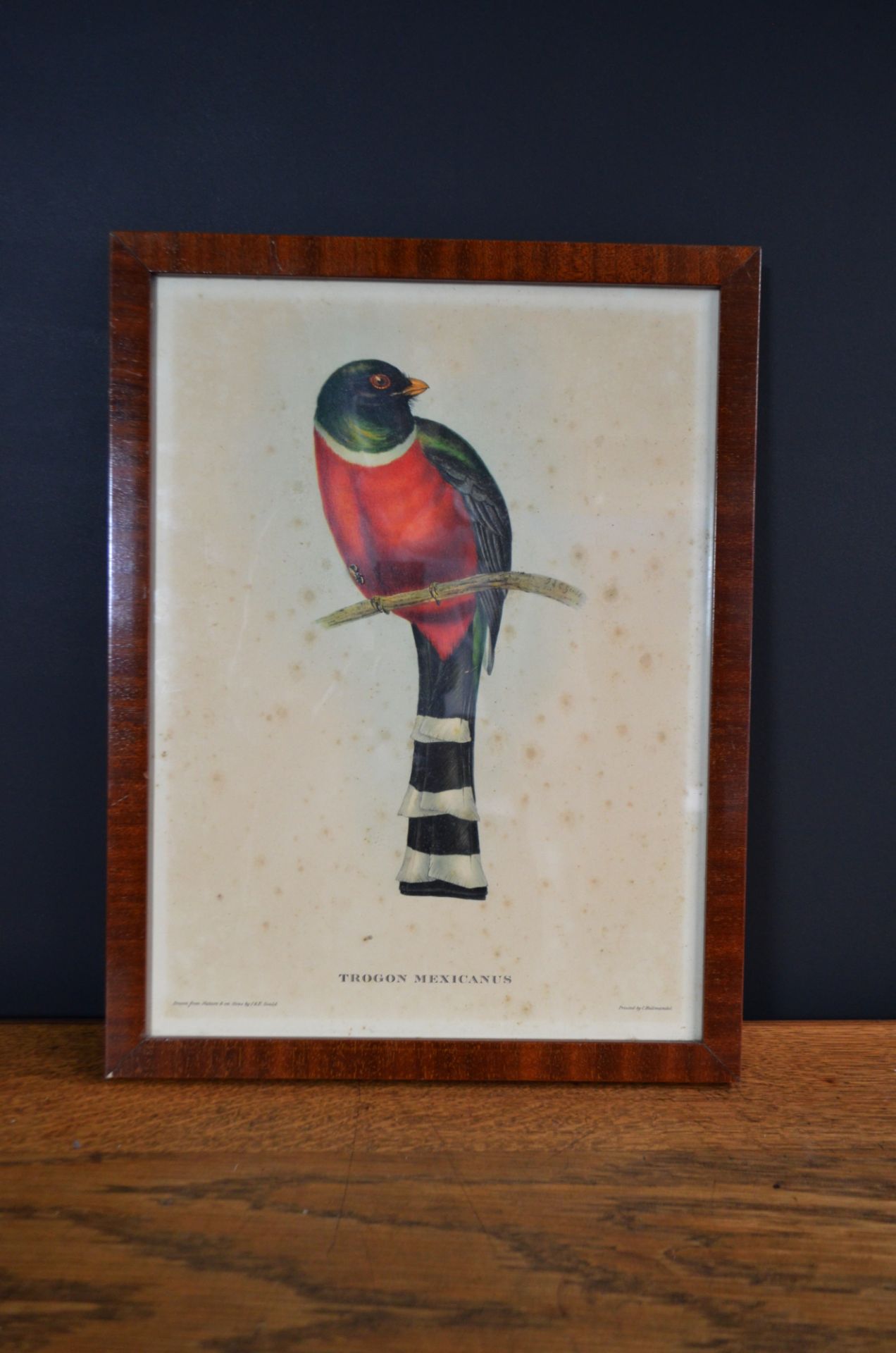 Lithographie Oiseau  John Gould 'Trogon Mexicanus'