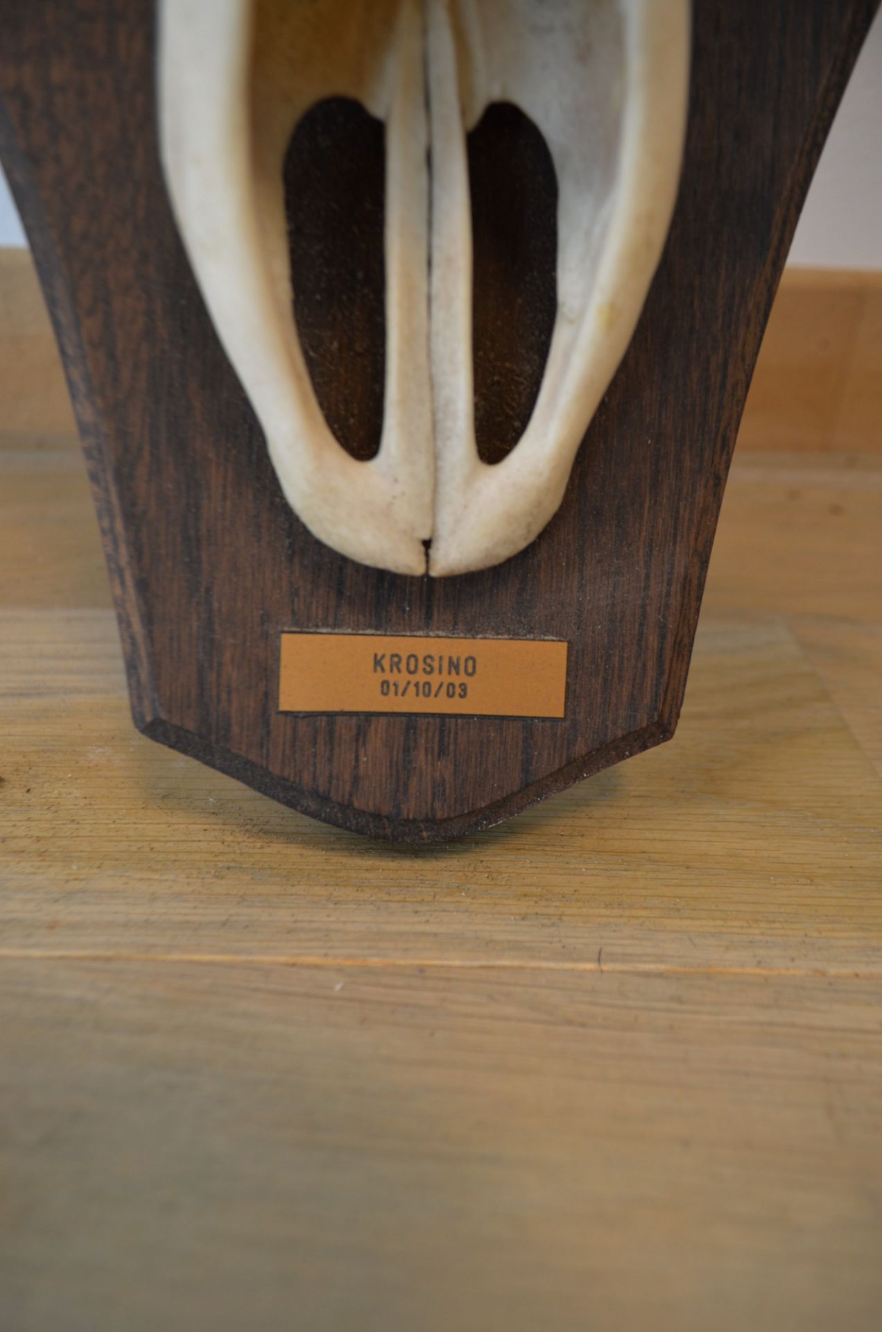 Trophée de chasse Cerf - Image 3 of 4